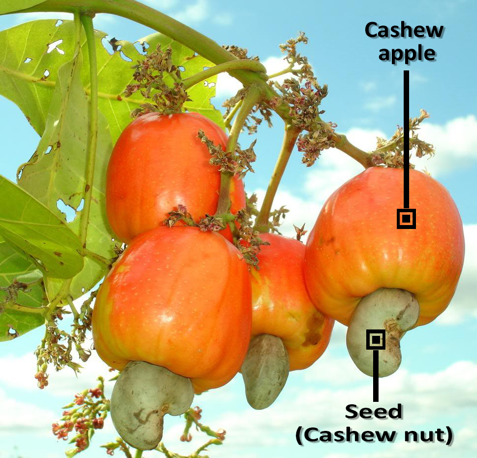 Cashews En cashews