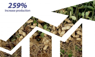 Impressive increase in groundnuts production